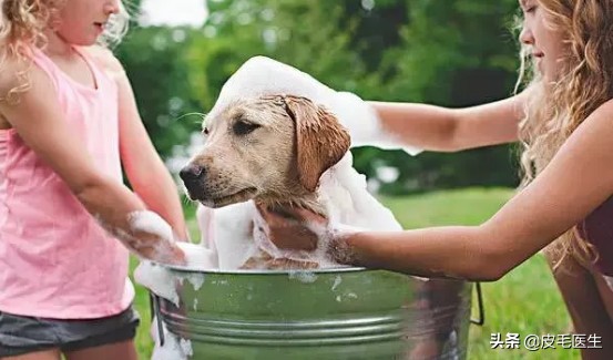 猫狗传染病如何预防治疗 (猫狗共同传染病有哪些)
