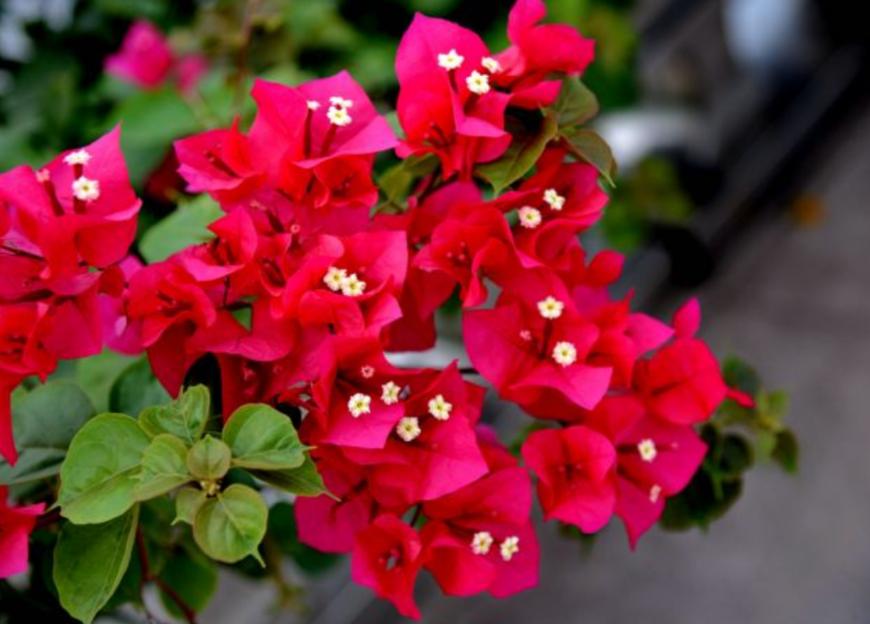 三角梅防止落花落叶,三角梅过冬如何保护