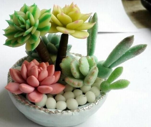 多肉根部没法全部埋进土里怎么办,多肉根部长了几个小肉肉如何养护