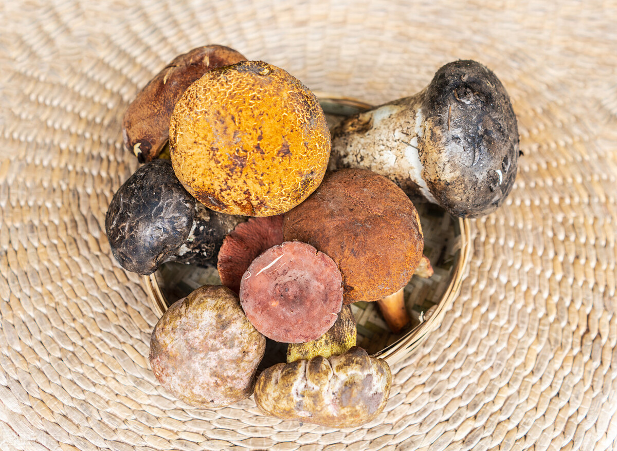 云南试毒大赛,又到了一年一度试毒的季节了