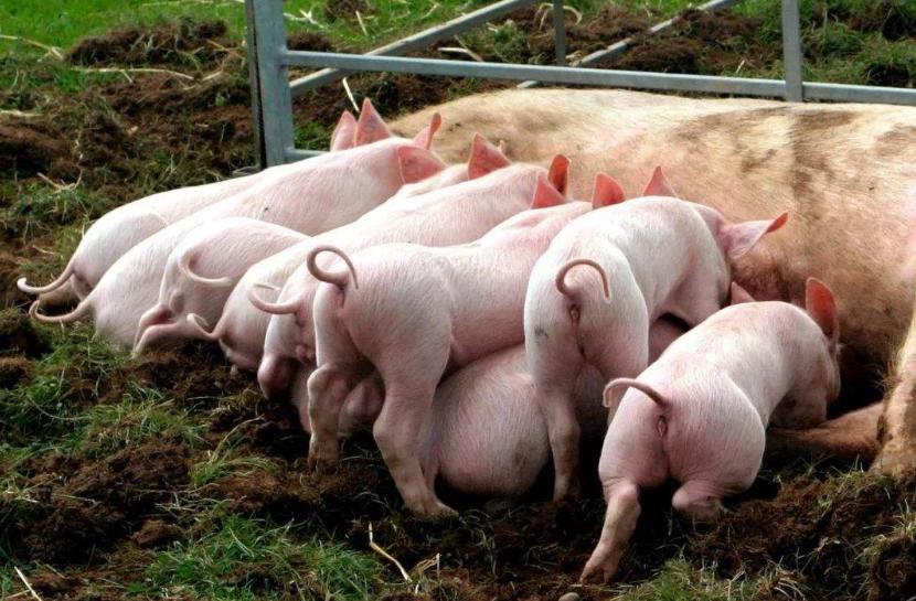 母猪站立不稳身体发抖是什么原因,小猪发抖站不稳是什么原因