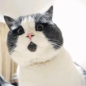 刷爆朋友圈的《啥是佩奇》,原来幕后导演是他!