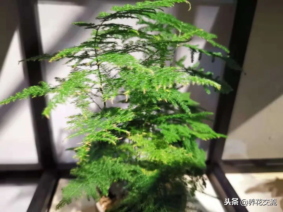 文竹出现黄叶黄茎的状况可以用这种方法处理