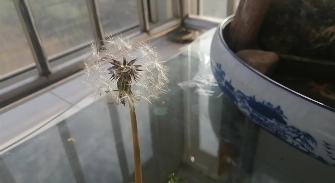 蒲公英怎么晾晒和保存不会生虫子,四季晾晒的蒲公英