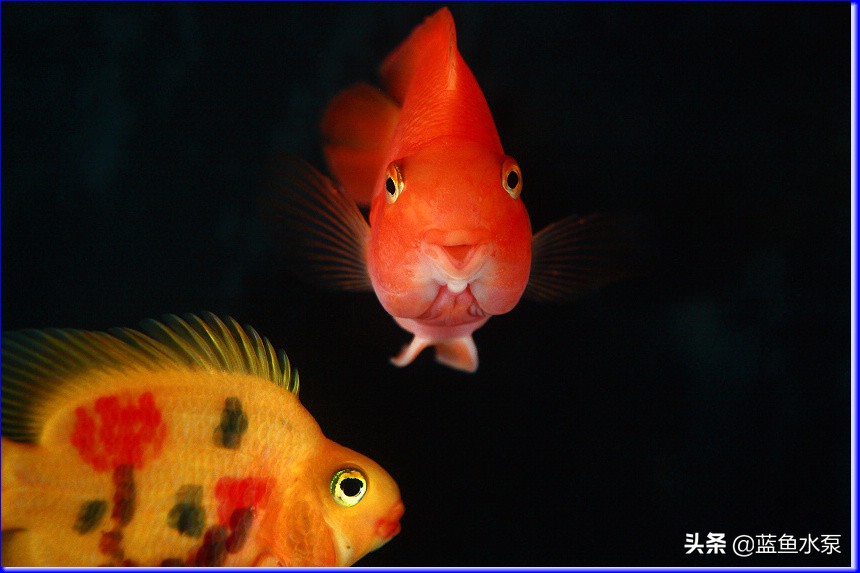 蓝鲨鹦鹉鱼饲养方法视频,饲养鹦鹉鱼要经常换水吗