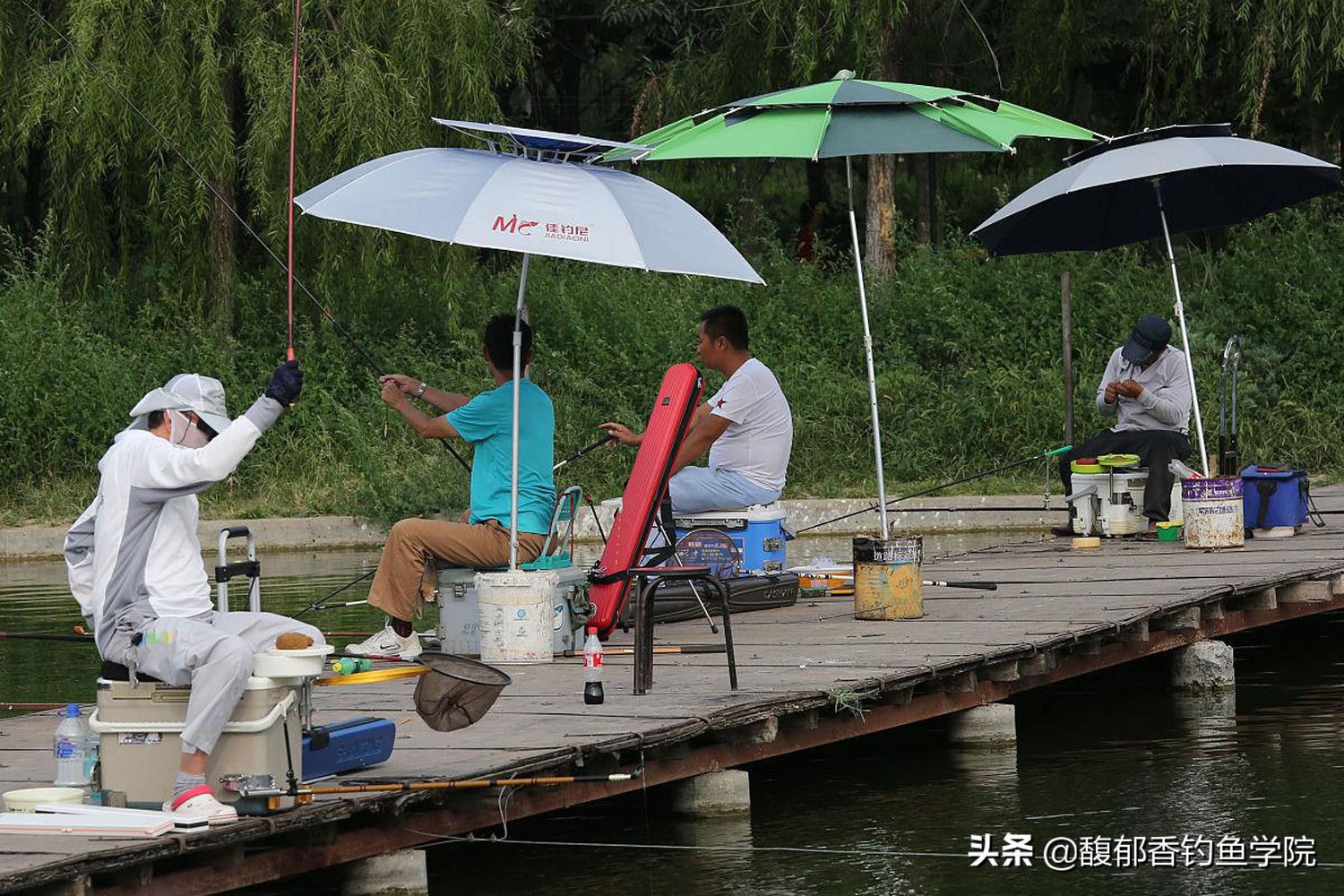 鱼饵各种小药的作用,哪些鱼饵效果好