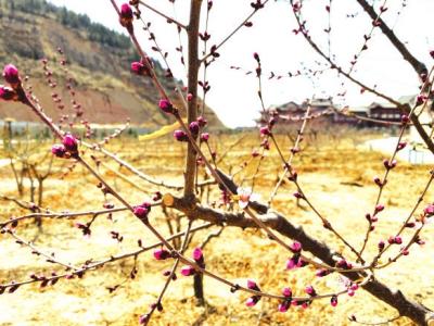 最美不过春耕图,最美不过春天的花草树木