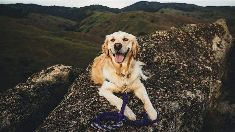 狗狗经常刨地怎么回事,狗狗频繁刨地