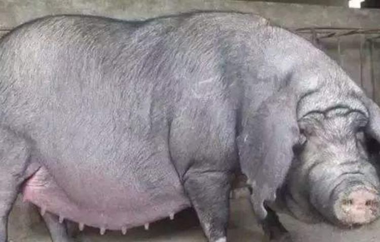 家猪养一年能养多大,猪一直不杀能养到多重