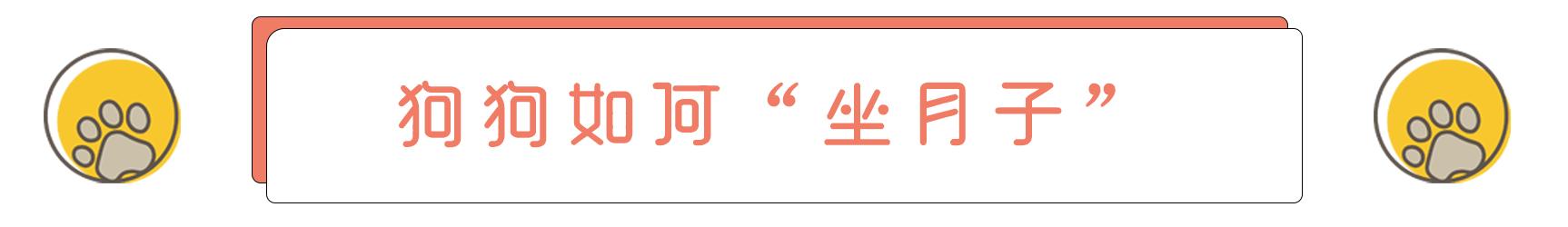 狗狗怀孕到生产需要注意什么,狗狗从怀孕开始陪主人