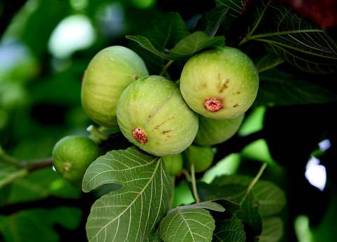 无花果栽培的方法,无花果栽培方法与注意事项