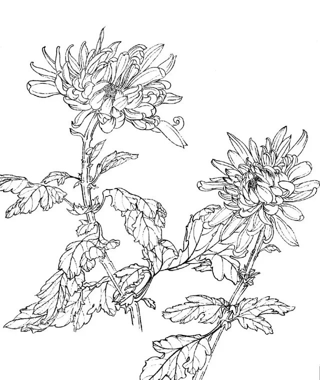 如何画菊花小写意步骤,菊花各种姿态写意画法