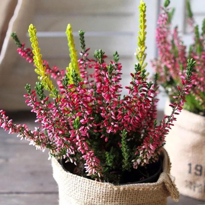 盘点世界各国国花你最喜欢哪种,什么品种的国花好