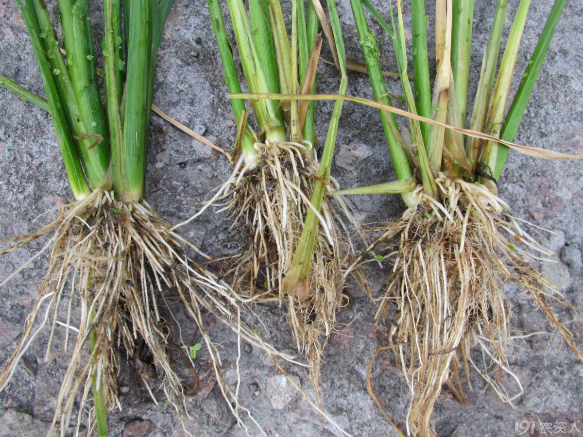 激素农药药害,激素型除草剂的危害