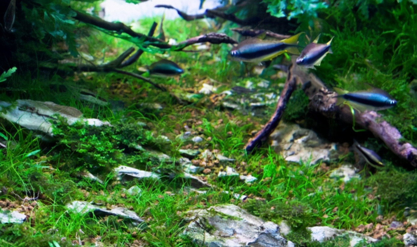 三角形构图水族造景,水族造景构图黄金比例