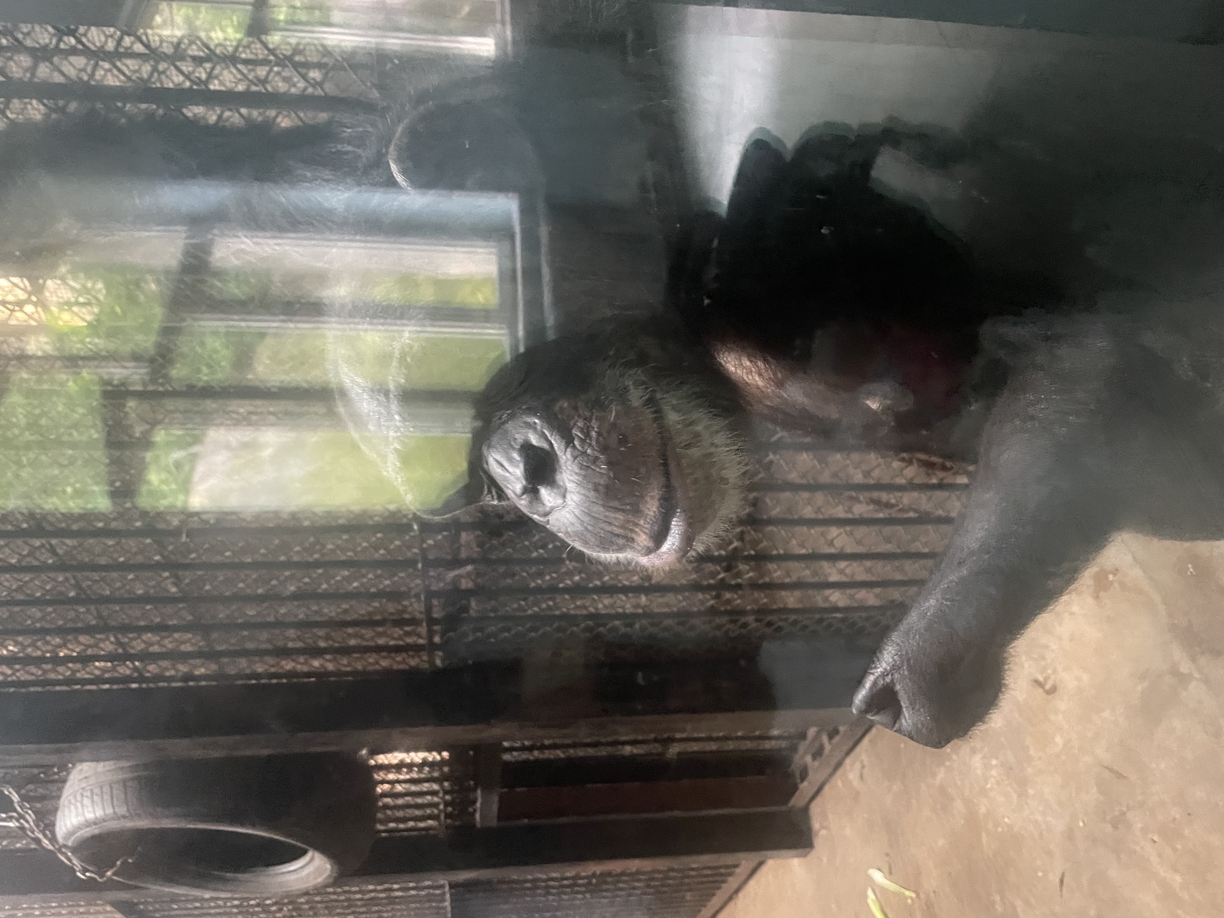 沈阳森林动物园春游,五一小长假去沈阳森林动物园游玩