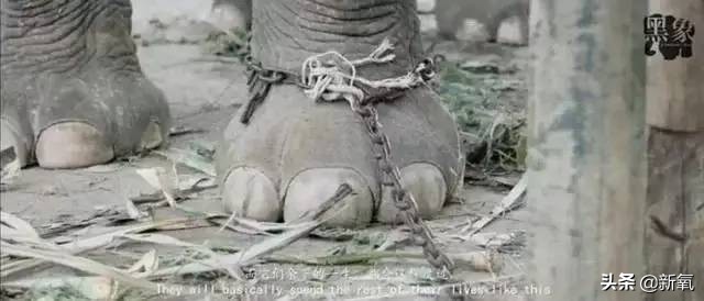 泰国坑中国游客,泰国坑中国游客后续