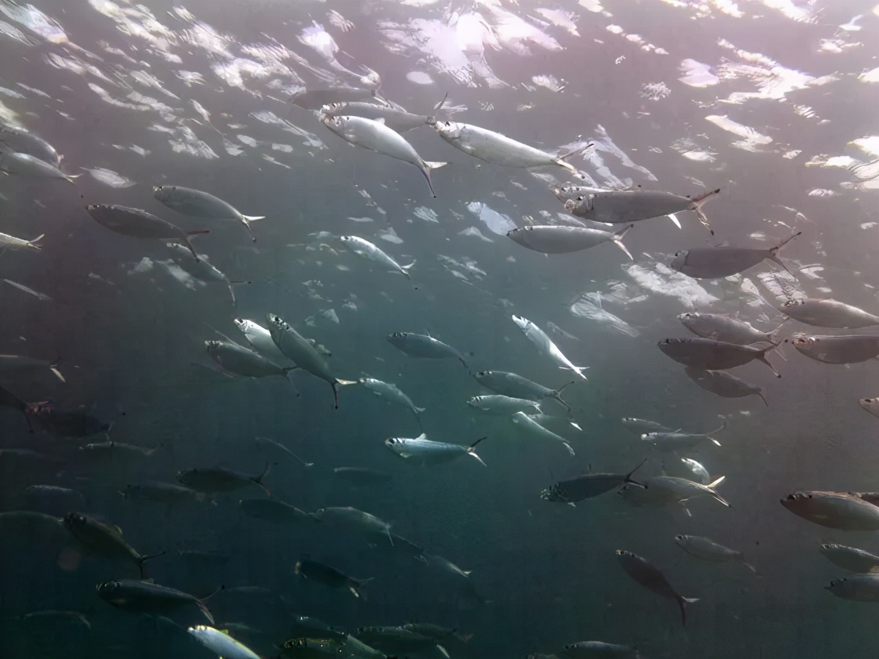 为什么鲱鱼罐头这么臭还这么贵,为什么鲱鱼罐头这么臭还贵