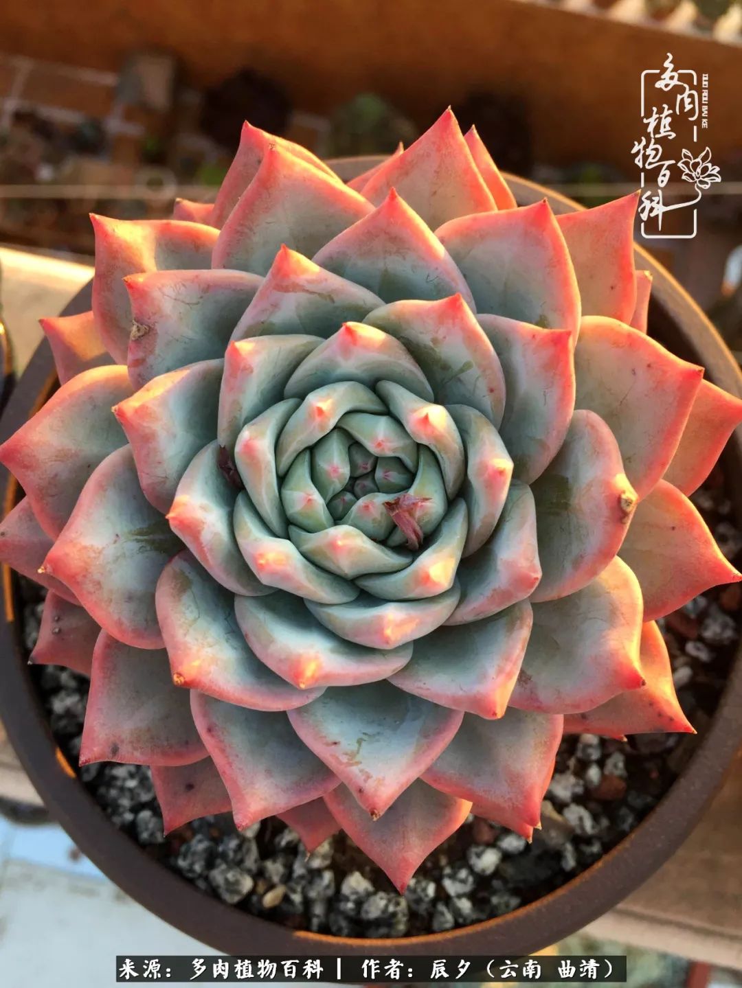 缂辩换鏃栨棊钁宠暏鐢熼,缂辩换鏃栨棊钁宠暏鐢熼鍑哄