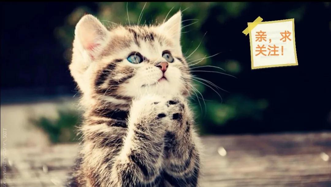 四本精品美食类小说,三本引人幻想的都市爽文