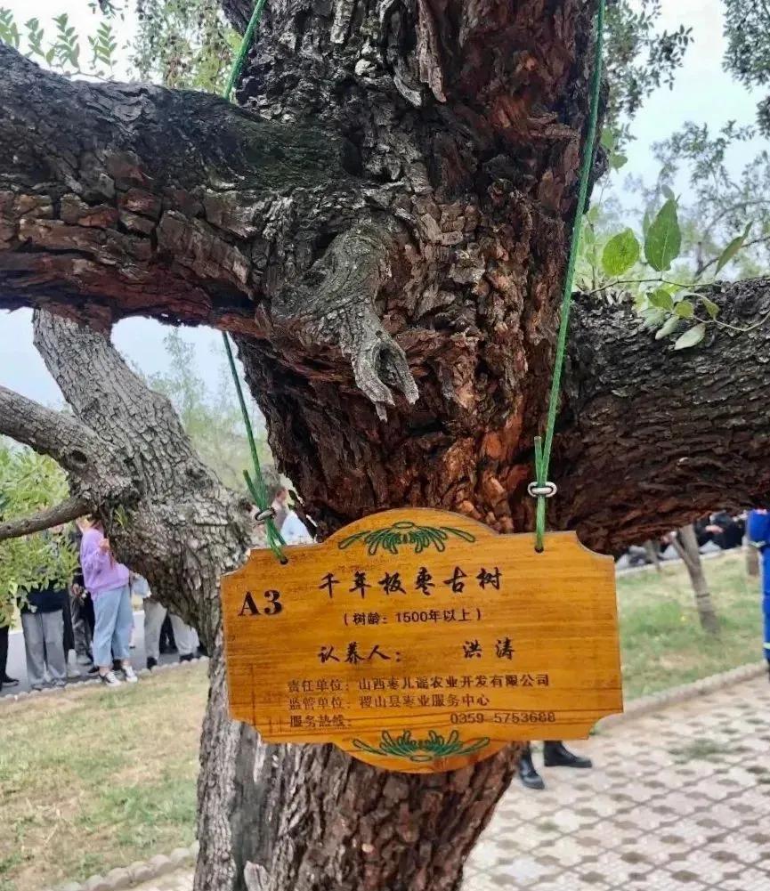 2022年稷山板枣节活动安排,2022山西省中国农民丰收节