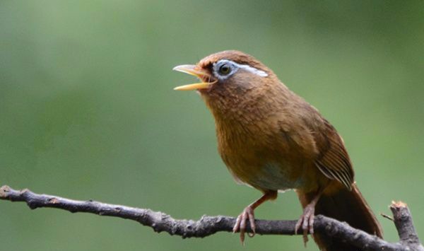 画眉鸟换羽期需要注意什么,画眉鸟换毛先换尾巴有什么坏处