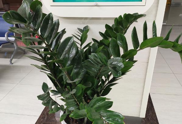 养金钱树小苗怎么施肥,养金钱树防烂根黄叶