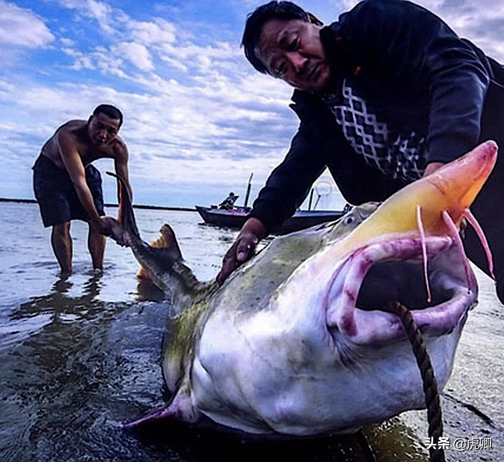 鲟鳇鱼国家保护动物吗,鲟鳇鱼国家保护