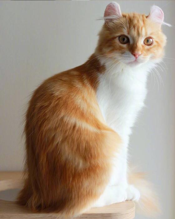 又骗我养猫系列|长得像大橘的卷耳猫