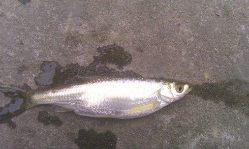 河里野生鱼推荐品种有哪些,民间好吃的鱼有哪些品种