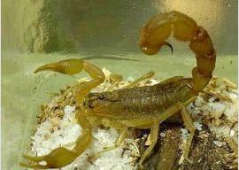 五毒之中蝎子的种类,五毒之首是蜘蛛还是蝎子