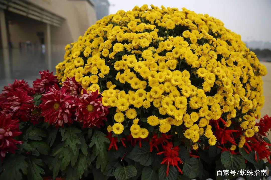 重阳节赏菊花的介绍,赏菊打卡好去处