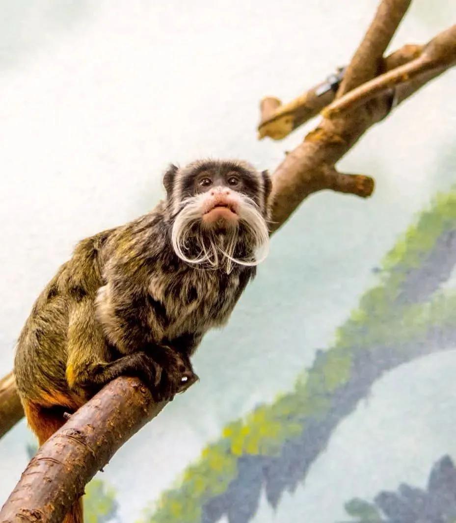 100种动物的怪异行为,32种稀奇古怪的动物