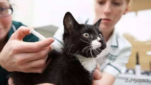 新手养猫攻略养猫需要注意什么,新手养猫攻略养猫必备清单超全