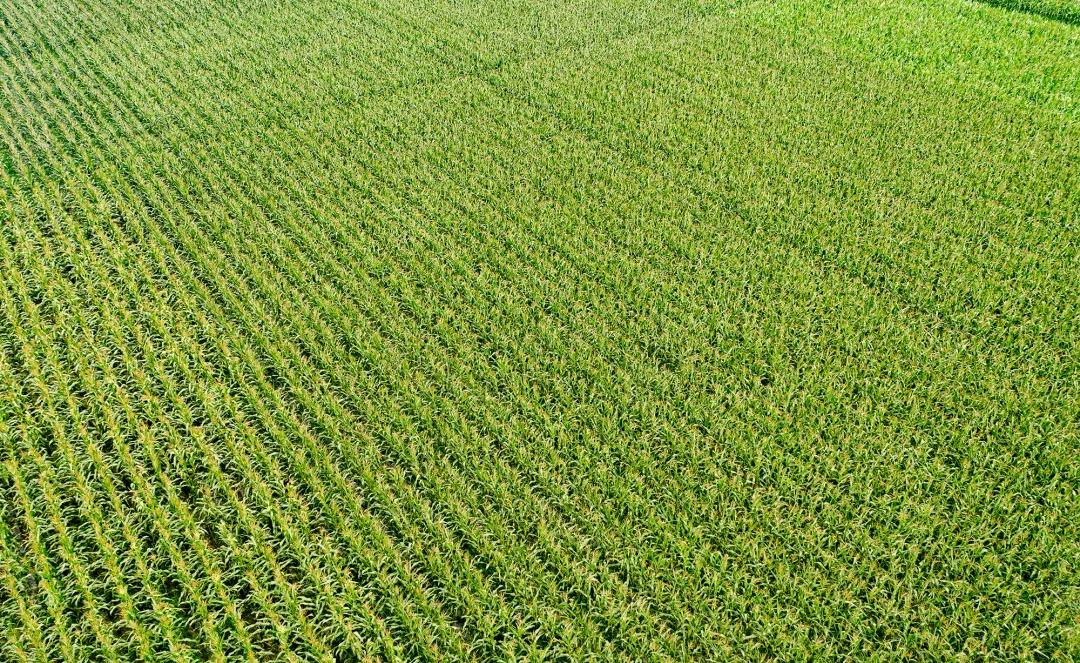 甜玉米新货上市,超级甜糯玉米新品种