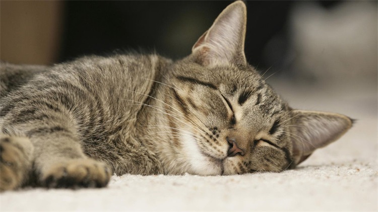 养猫扰民怎么投诉,想养猫但是猫扰民怎么办