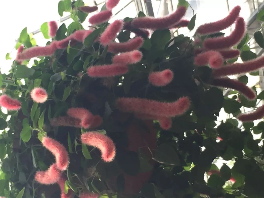 江阴嘉茂国际花鸟园,江阴嘉茂国际花鸟园什么时候再开