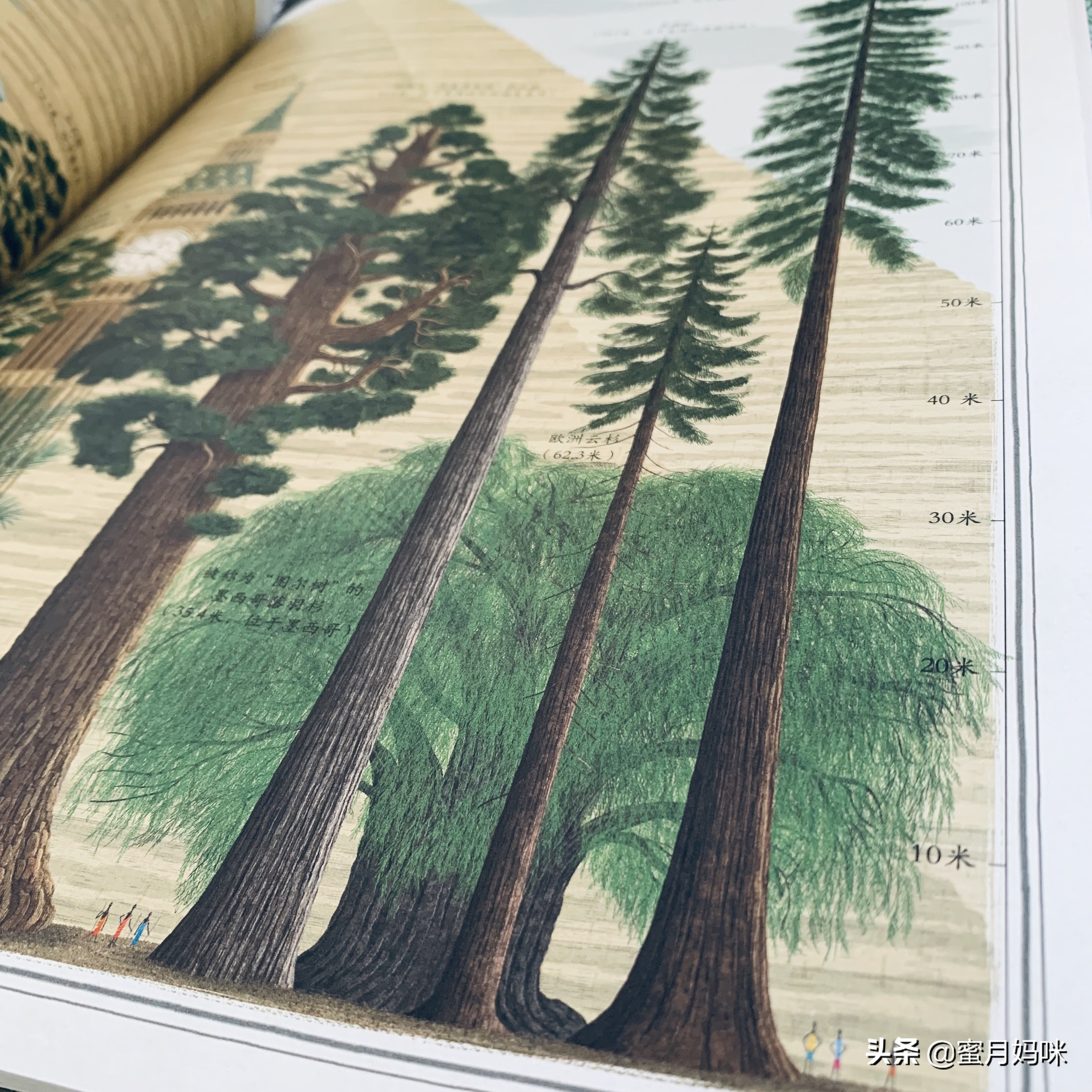 树木科普书籍,关于各种树木知识的书籍