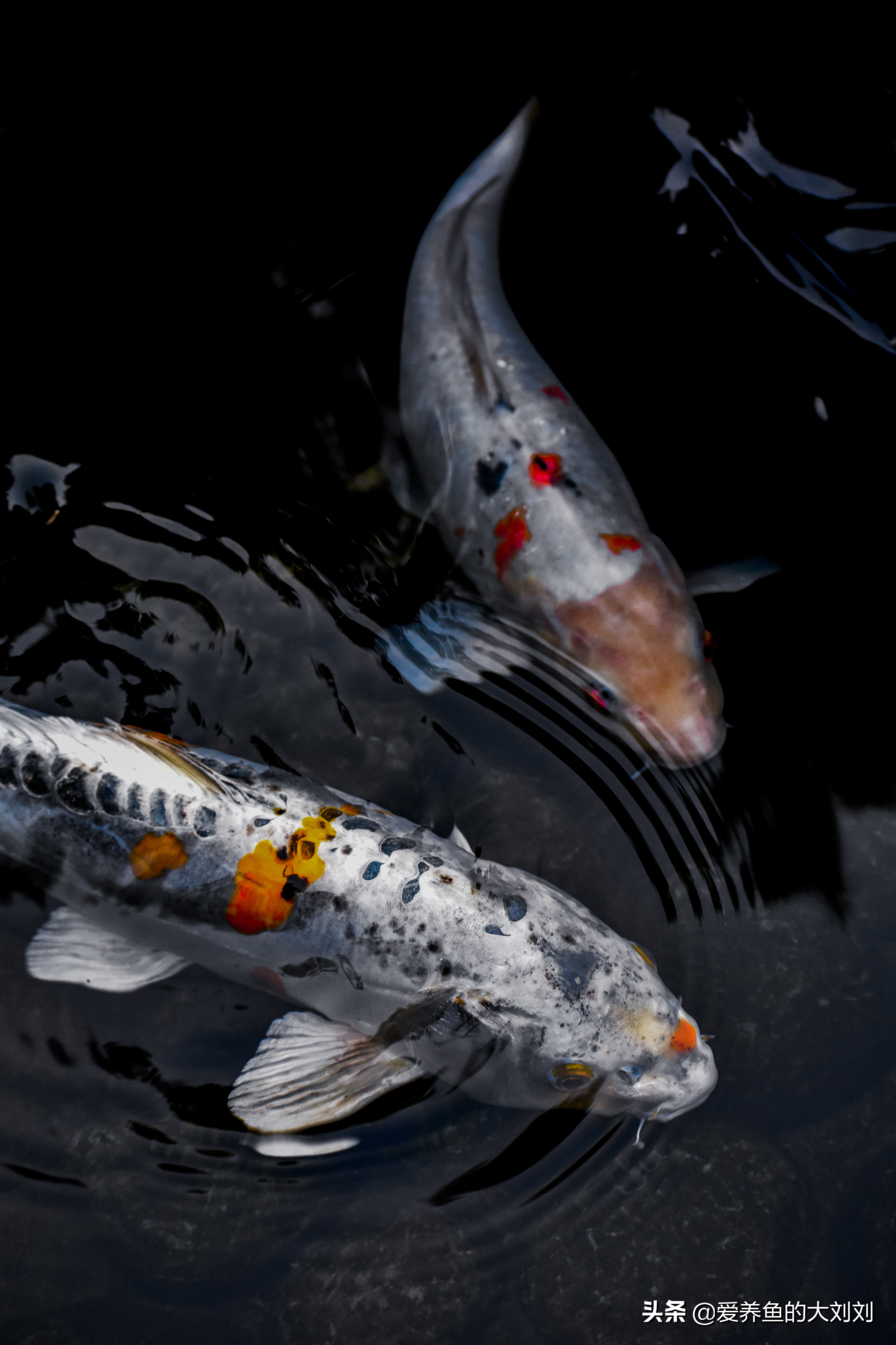 锦鲤秋季增肥喂虫子,锦鲤秋天怎样增肥