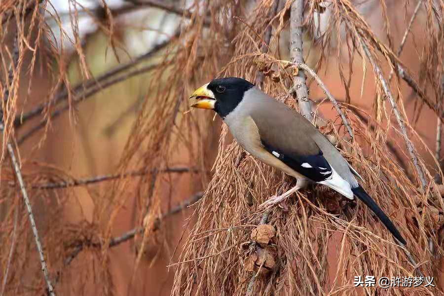 常见但是说不出名字的动物,六种不常见的鸟