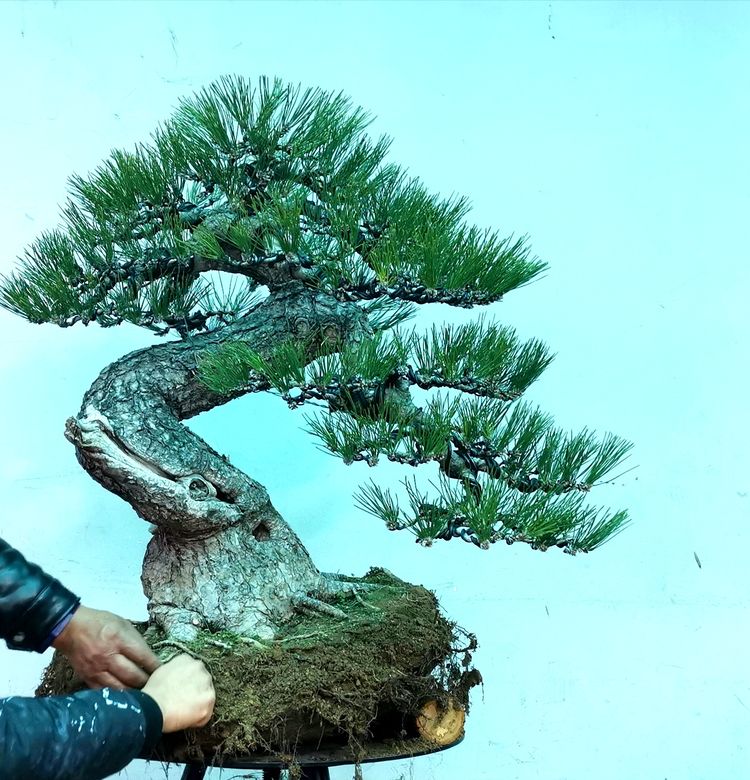 金奖精品黑松盆景 (日本国风展黑松盆景高清图)