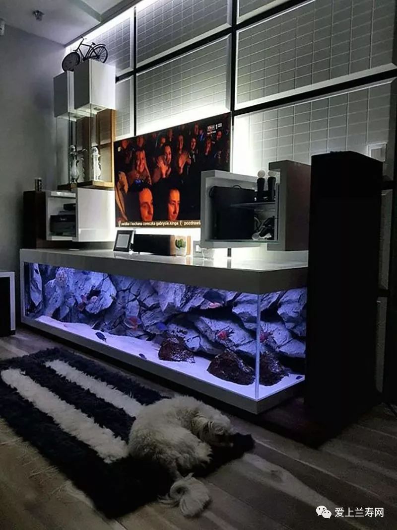 鱼缸五十种鱼,家庭鱼缸养什么鱼更容易存活