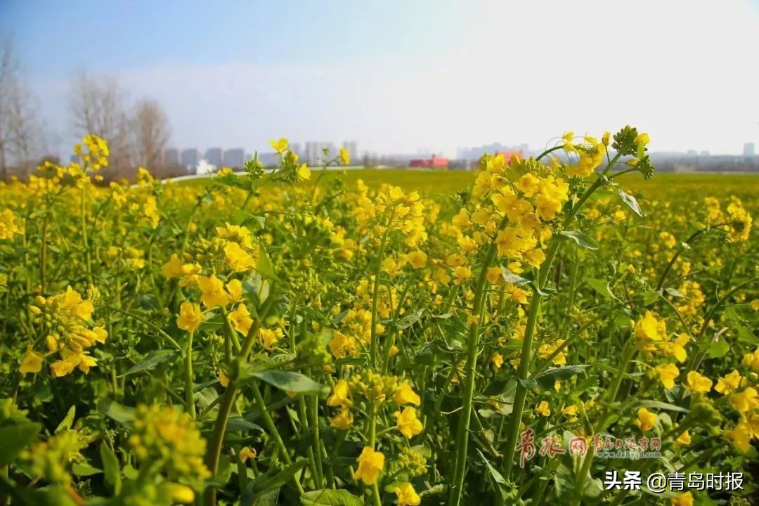 崂山花海,青岛崂山花海