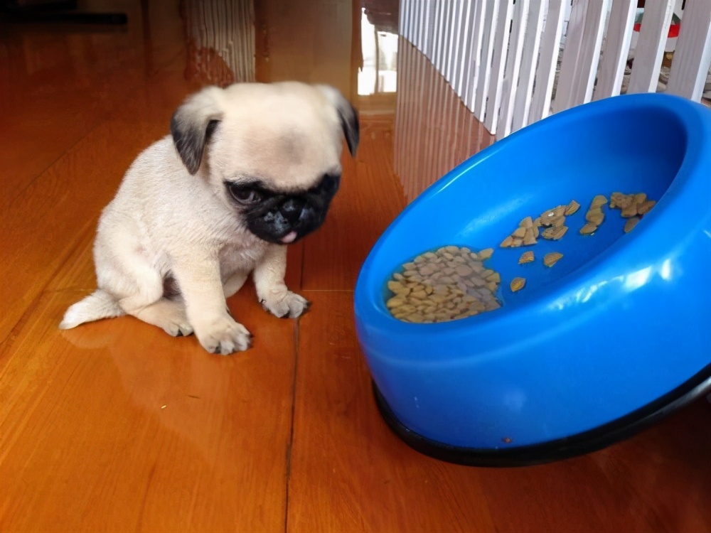 购买巴哥幼犬如何选择,购买巴哥幼犬怎么挑