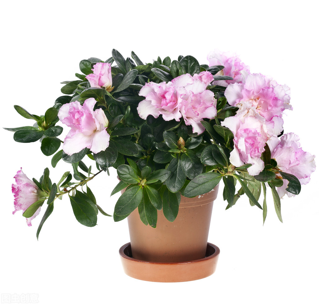 那些令人赞叹的庭院花卉,5种庭院生活方式的花卉