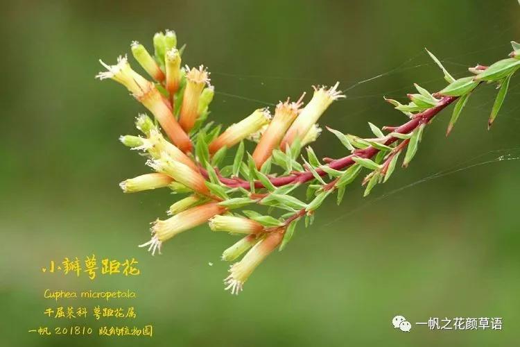 细叶萼距花耐寒吗,细叶萼距花喜光喜阴