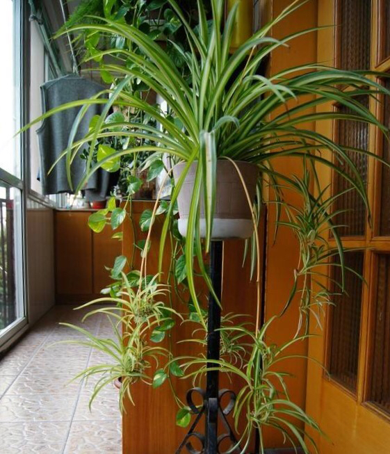 为什么吊兰开一次花就不开了,为什么吊兰一浇水就烂