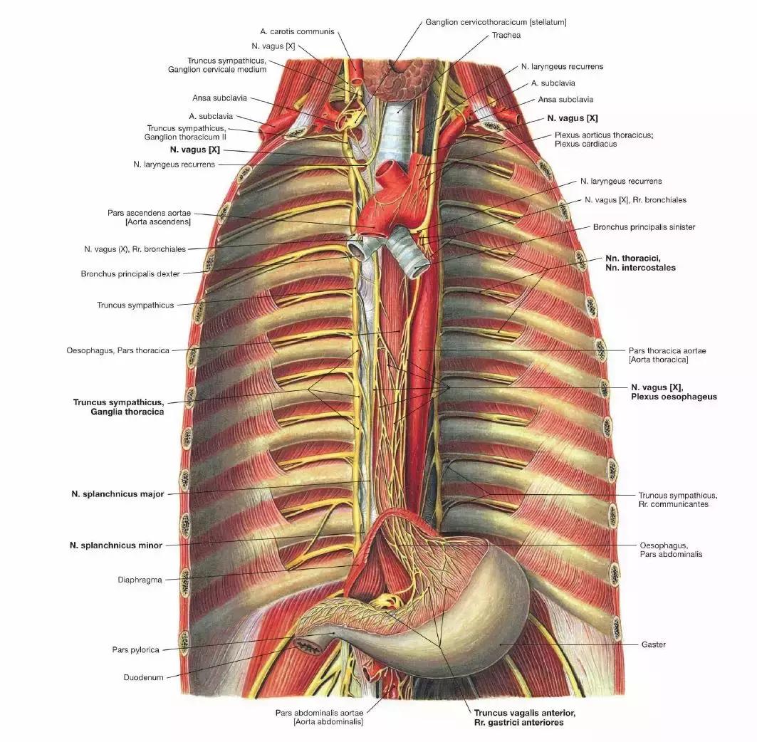 食管动脉血供来源,食管淋巴引流区