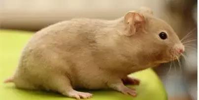 仓鼠种类大仓鼠,仓鼠的详细资料仓鼠的种类