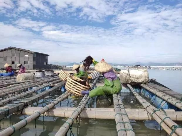 2万铁粉的海上直播间：出海、赌网、买海货，“一网邮费花两百”